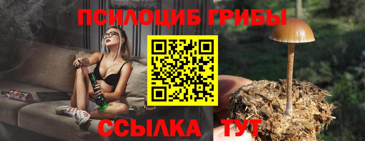 Галлюциногенные грибы Psilocybe Барабинск